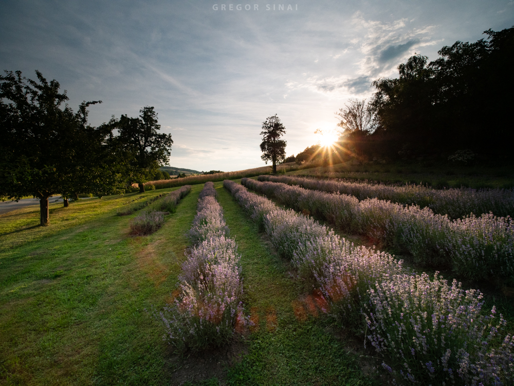 Niederösterreich Lavendel