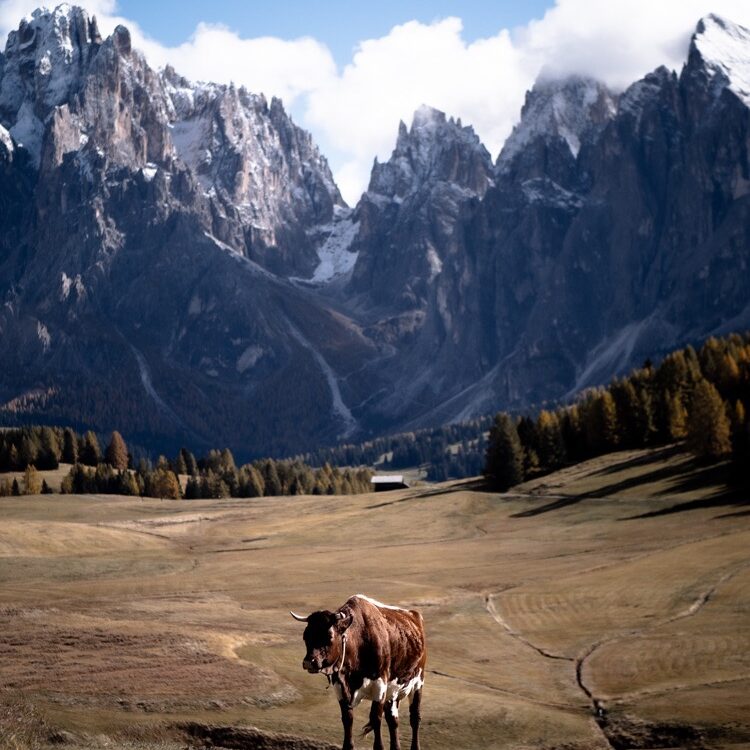 Dolomites Alpe di Siusi Seiser Alm Cow