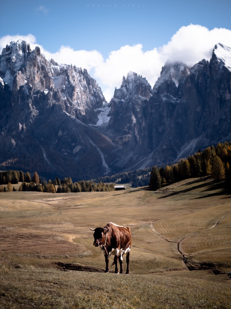 Dolomites Alpe di Siusi Seiser Alm Cow